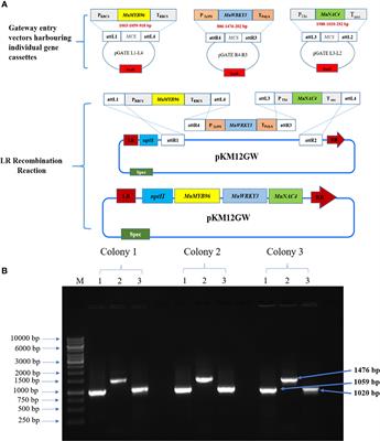 Co-expression of stress-responsive regulatory genes, MuNAC4, MuWRKY3 and MuMYB96 associated with resistant-traits improves drought adaptation in transgenic groundnut (Arachis hypogaea l.) plants